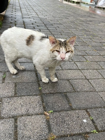 Straßenkatze_Deutscher Tierschutzbund © Deutscher Tierschutzbund e.V.